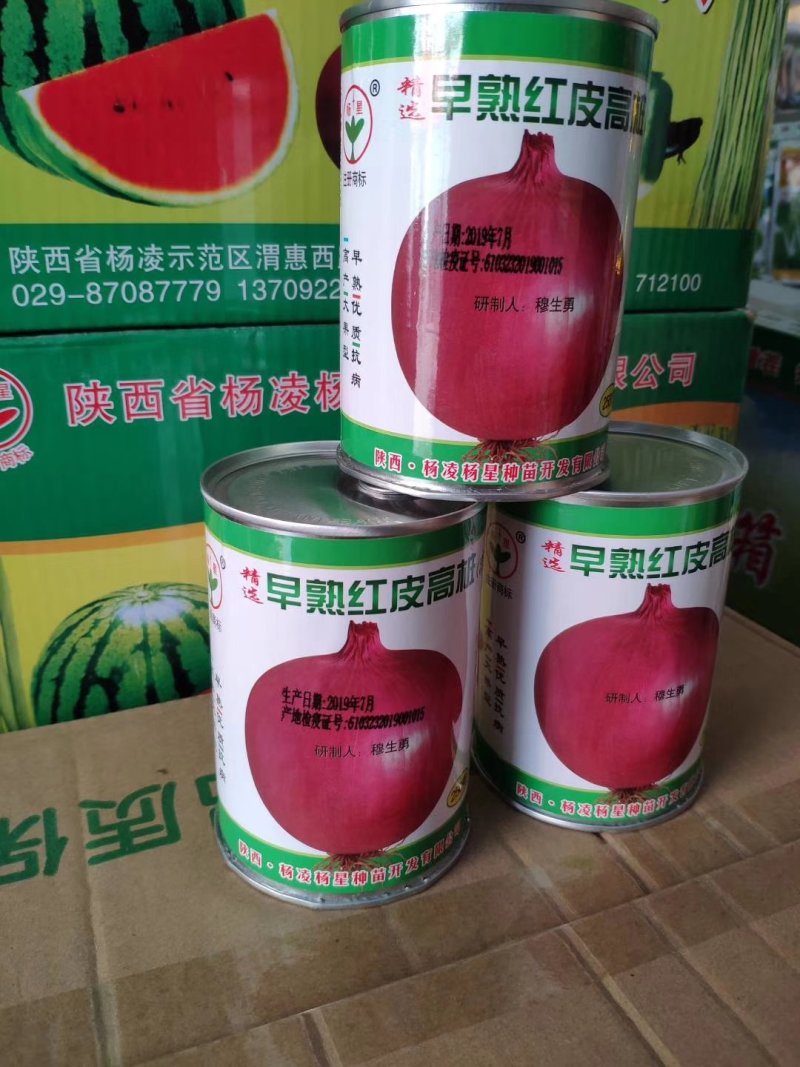 【优质】大红色扁圆形洋葱种子鸿运当头红地球