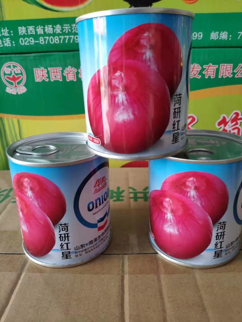 【优质】大红色扁圆形洋葱种子鸿运当头红地球