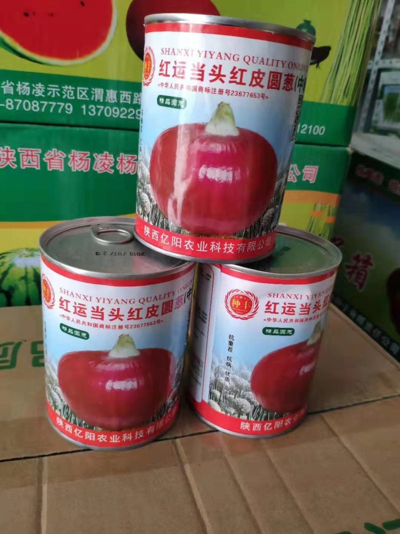 【优质】大红色扁圆形洋葱种子鸿运当头红地球