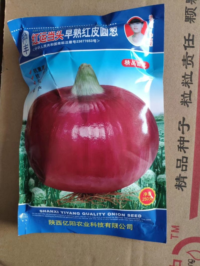 【优质】大红色扁圆形洋葱种子鸿运当头红地球