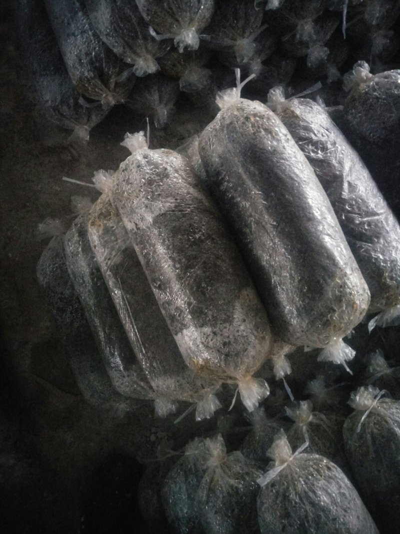 秋冬平菇菌种。停售