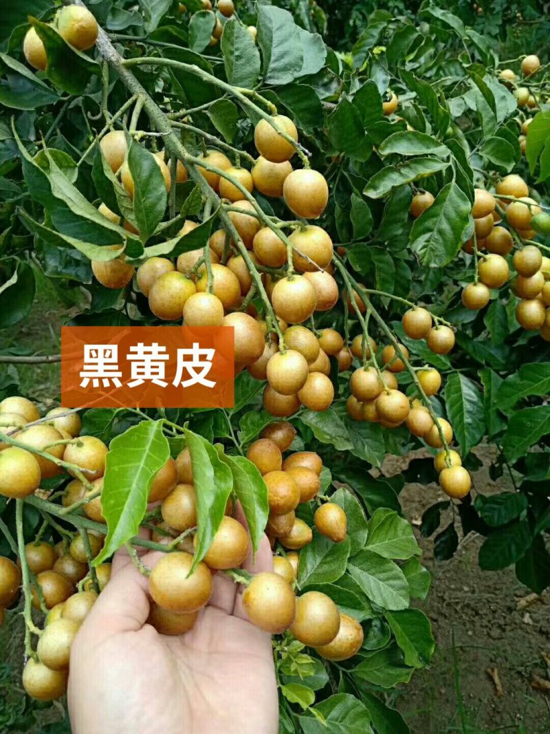 黑黄皮苗