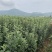 华硕苹果苗红露苹果苗鲁丽苹果苗苹果苗免费技术指