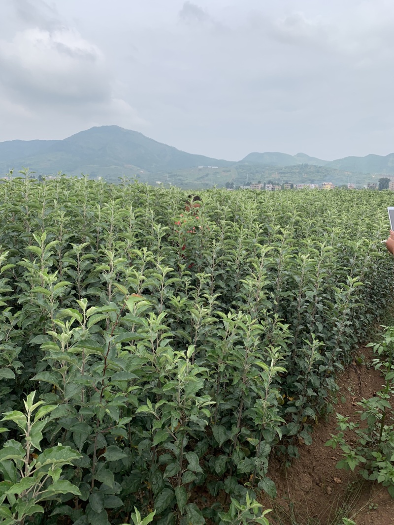 华硕苹果苗红露苹果苗鲁丽苹果苗苹果苗免费技术指