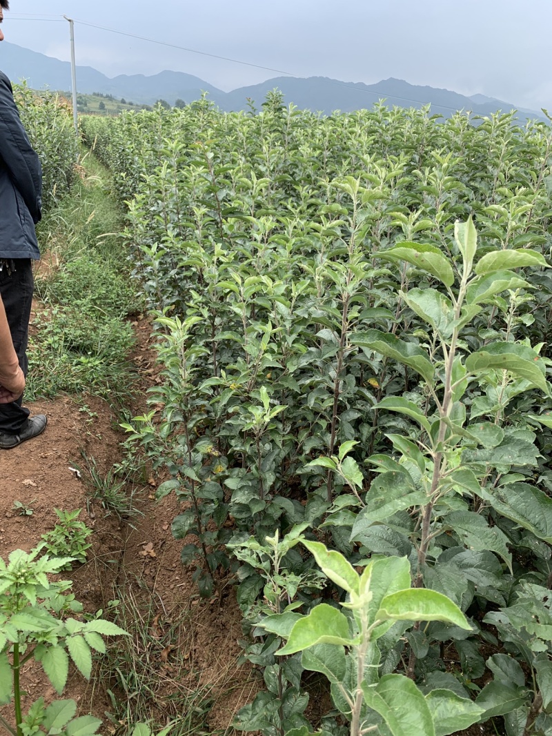 华硕苹果苗红露苹果苗鲁丽苹果苗苹果苗免费技术指