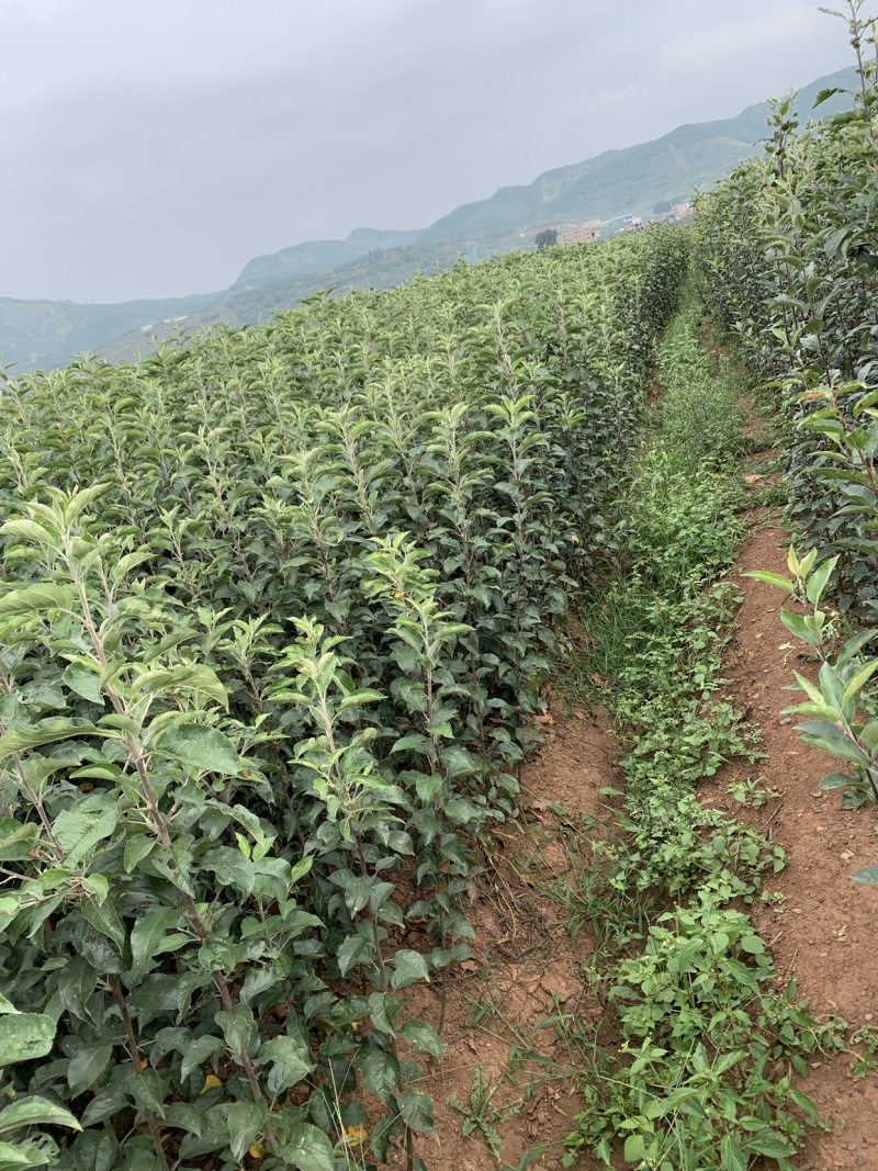 华硕苹果苗红露苹果苗鲁丽苹果苗苹果苗免费技术指
