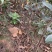 华硕苹果苗红露苹果苗鲁丽苹果苗苹果苗免费技术指