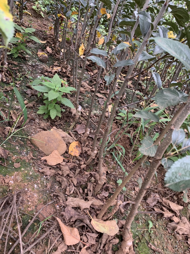 华硕苹果苗红露苹果苗鲁丽苹果苗苹果苗免费技术指