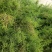 土荆芥俗称（臭草）