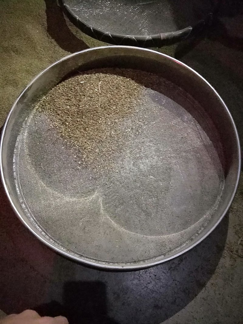 土荆芥俗称（臭草）
