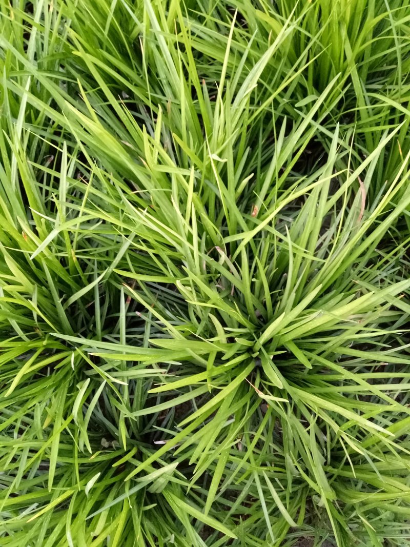 麦冬草