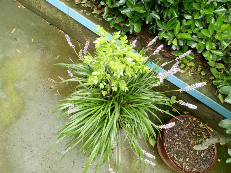 麦冬草