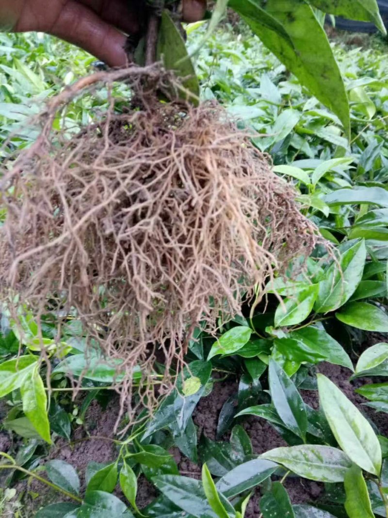 美容养生果黑老虎种苗