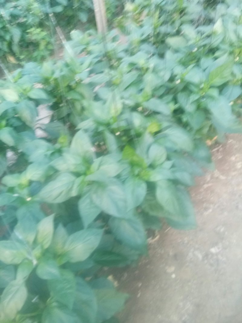 甜椒一手货源货发全国
