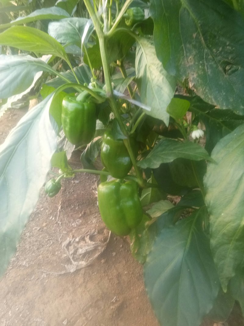 甜椒一手货源货发全国
