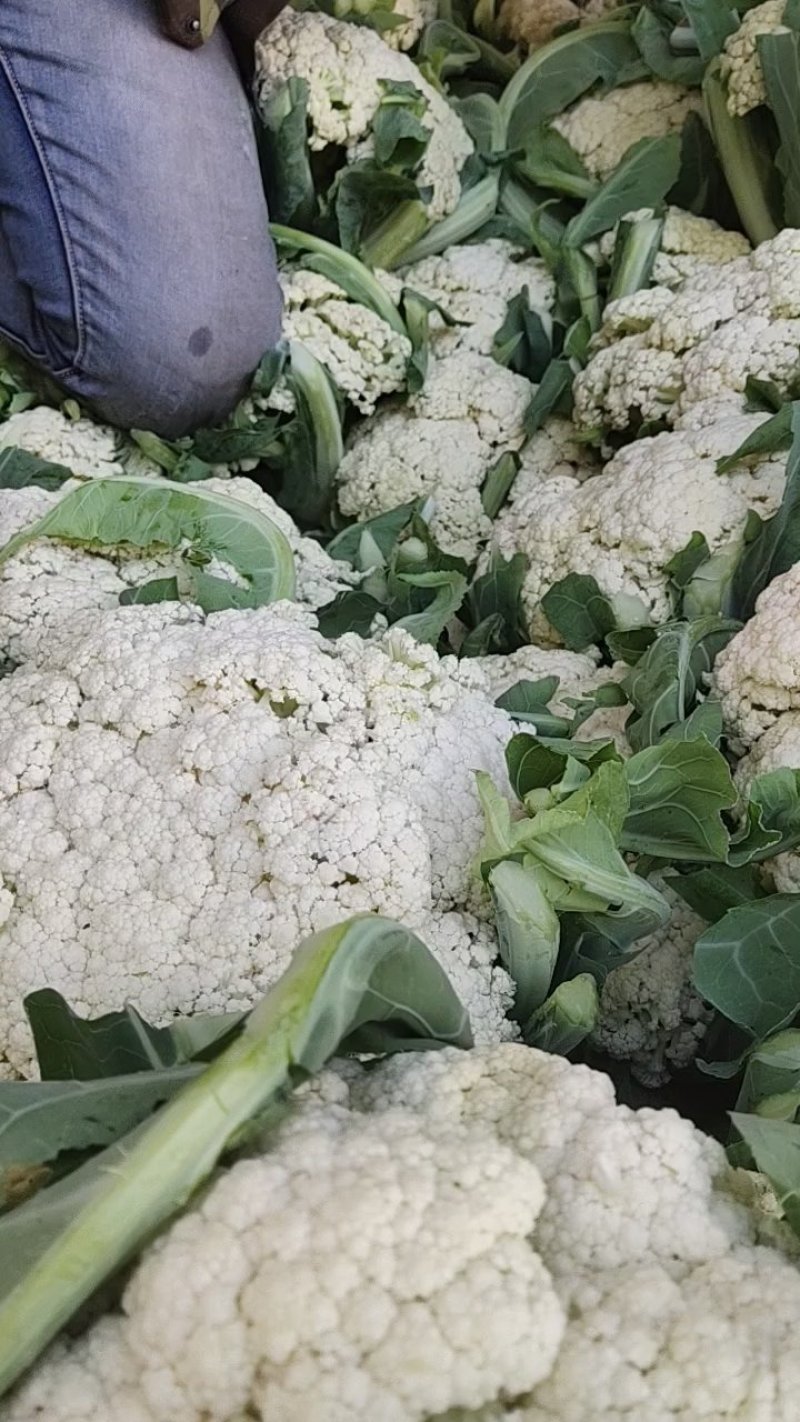 精品白面青梗散花