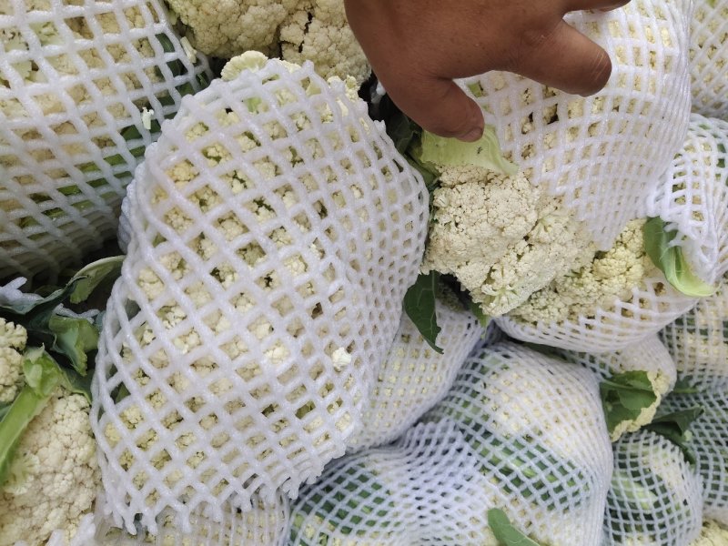 精品白面青梗散花