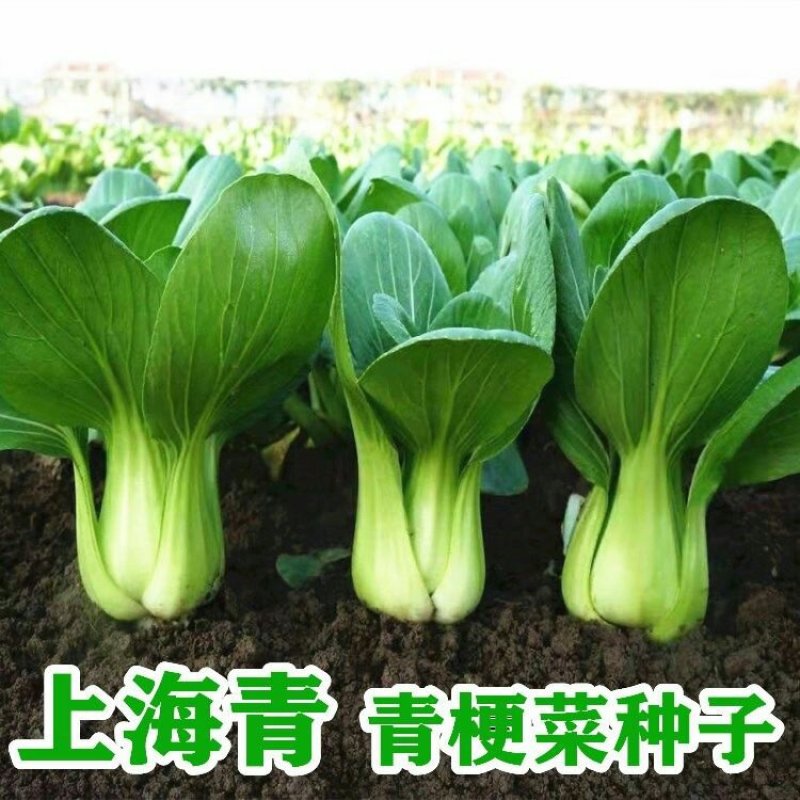 上海青种子小白菜种子四季青梗菜种子生长快速上市早