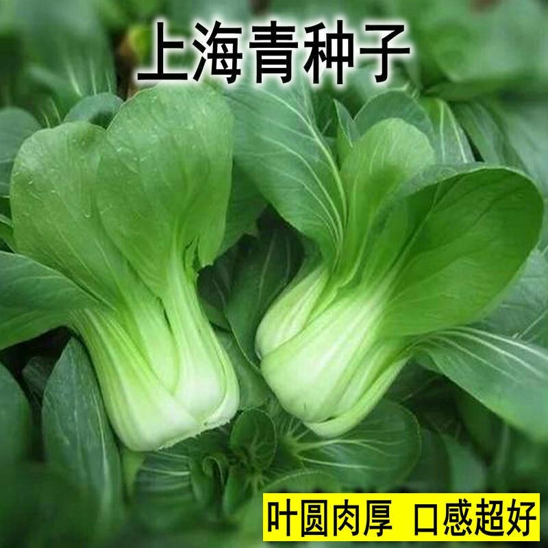 上海青种子小白菜种子四季青梗菜种子生长快速上市早
