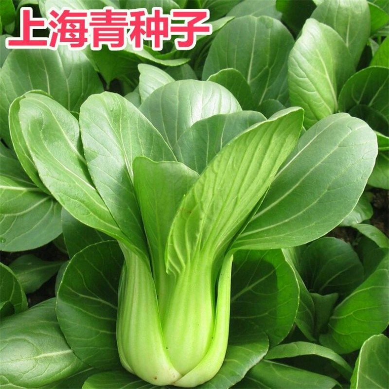 上海青种子小白菜种子四季青梗菜种子生长快速上市早