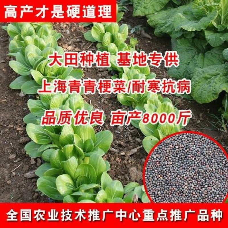 上海青种子小白菜种子四季青梗菜种子生长快速上市早