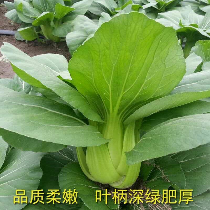 上海青种子小白菜种子四季青梗菜种子生长快速上市早