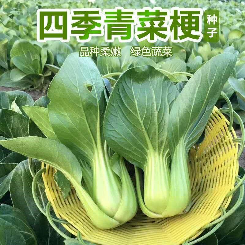 上海青种子小白菜种子四季青梗菜种子生长快速上市早