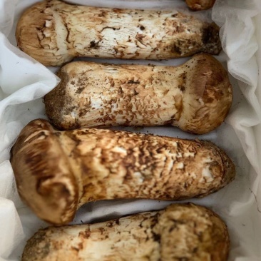 批发新鲜松茸