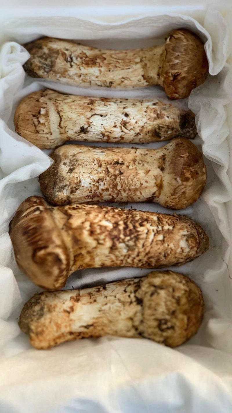 批发新鲜松茸