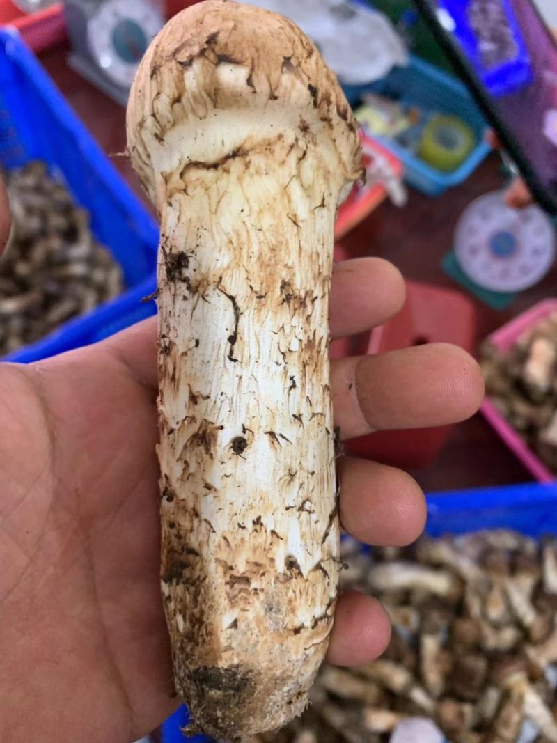 批发新鲜松茸