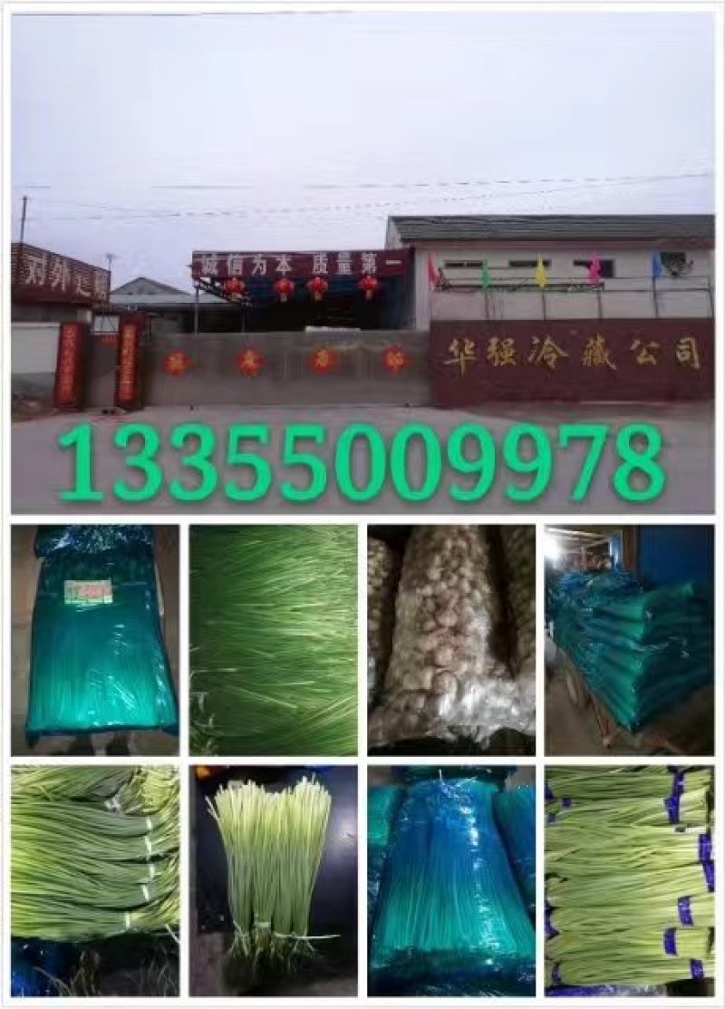 蒜苔苍山蒜薹全年有货价格便宜欢迎客商采购