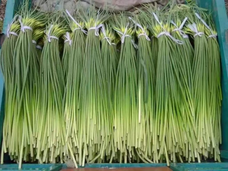 蒜苔苍山蒜薹全年有货价格便宜欢迎客商采购