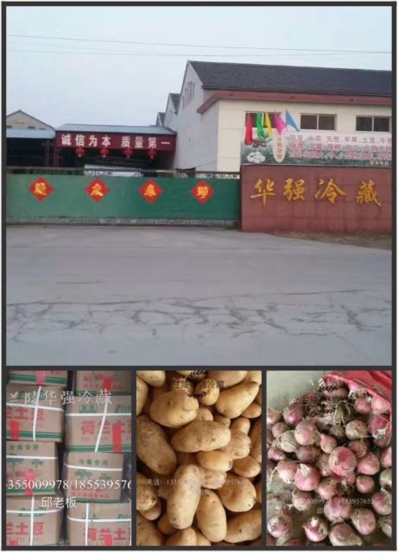蒜苔苍山蒜薹全年有货价格便宜欢迎客商采购