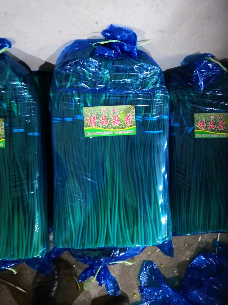 蒜苔苍山蒜薹全年有货价格便宜欢迎客商采购