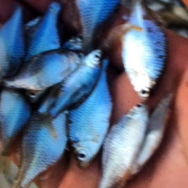 鳑蚾鱼