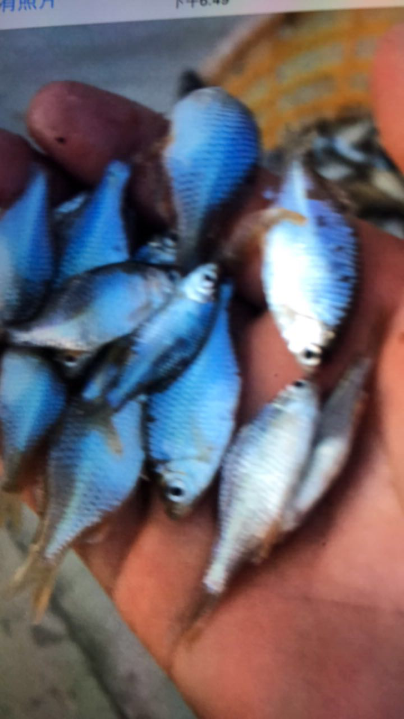 鳑蚾鱼