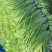 蒜苔苍山蒜薹全年有货价格便宜欢迎客商采购