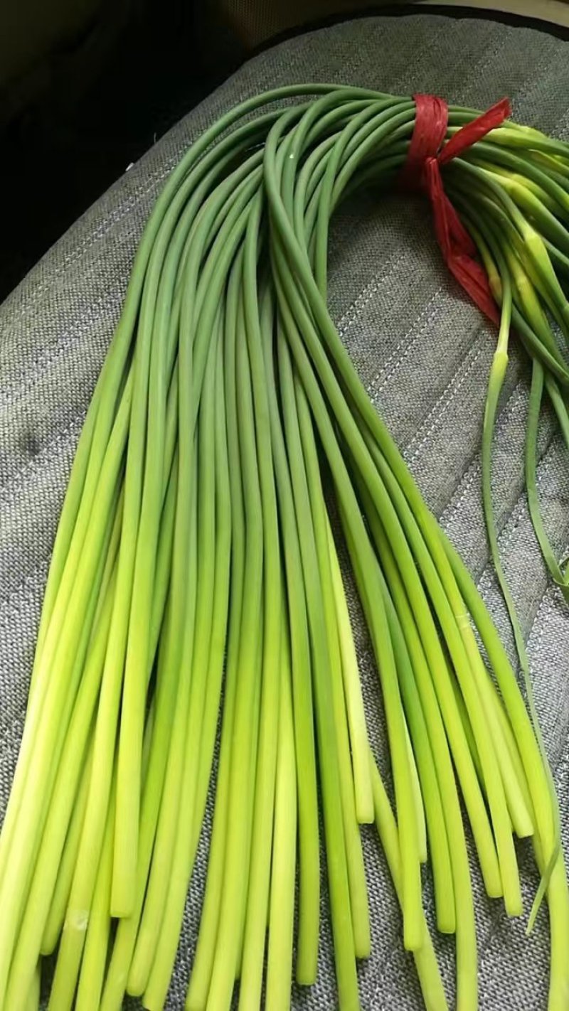 蒜苔苍山蒜薹全年有货价格便宜欢迎客商采购