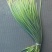 蒜苔苍山蒜薹全年有货价格便宜欢迎客商采购