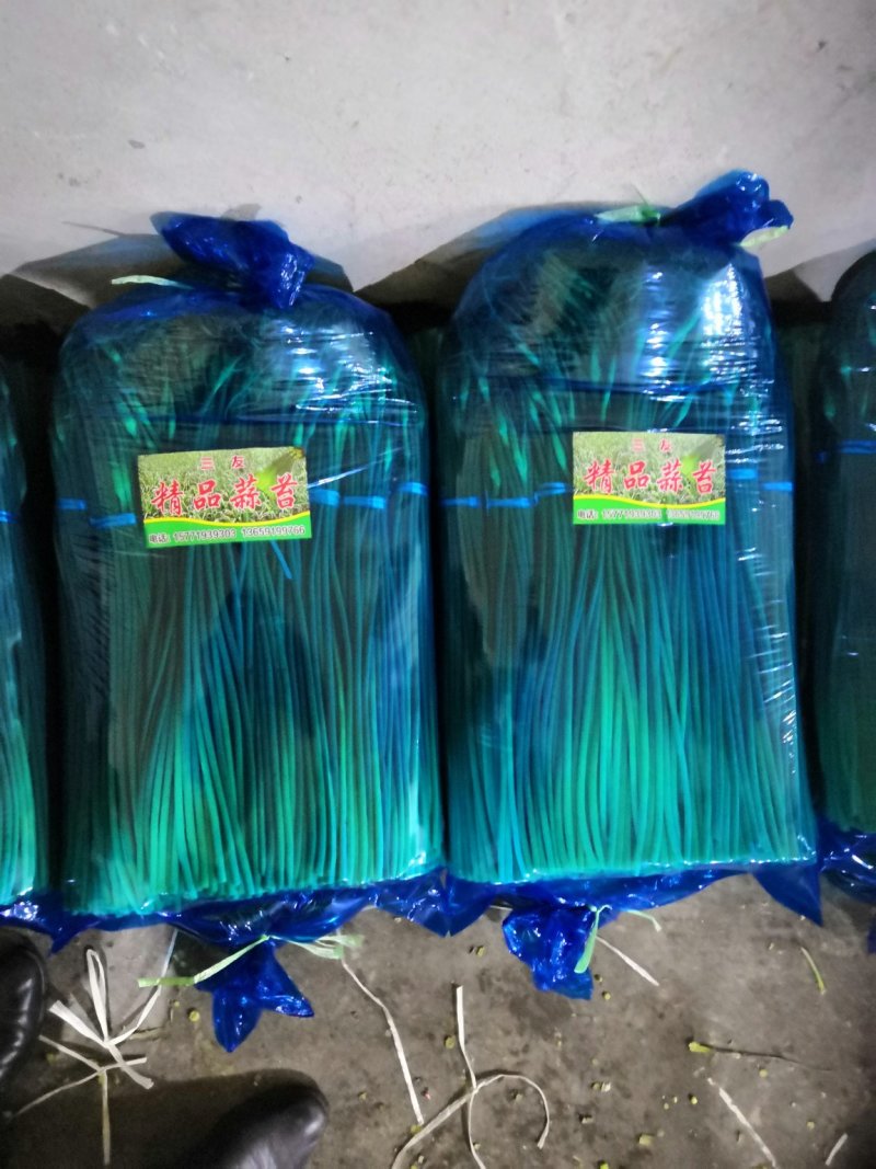 蒜苔苍山蒜薹全年有货价格便宜欢迎客商采购