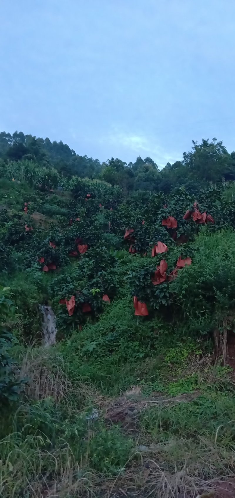富硒美层红