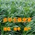 进口四倍体耐寒耐旱牧草种子宽叶多年生黑麦草种子