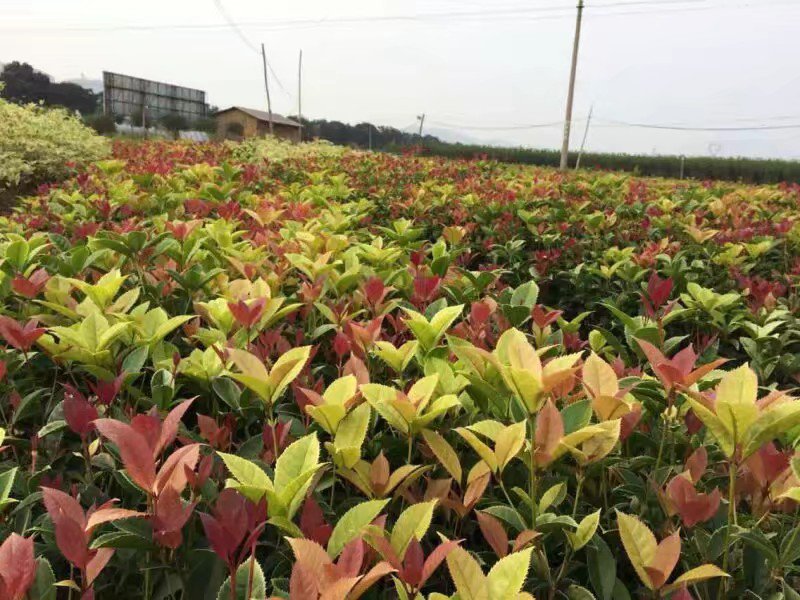 桂花苗珍珠彩叶桂彩叶桂花树苗10-50公分庭院盆栽小苗