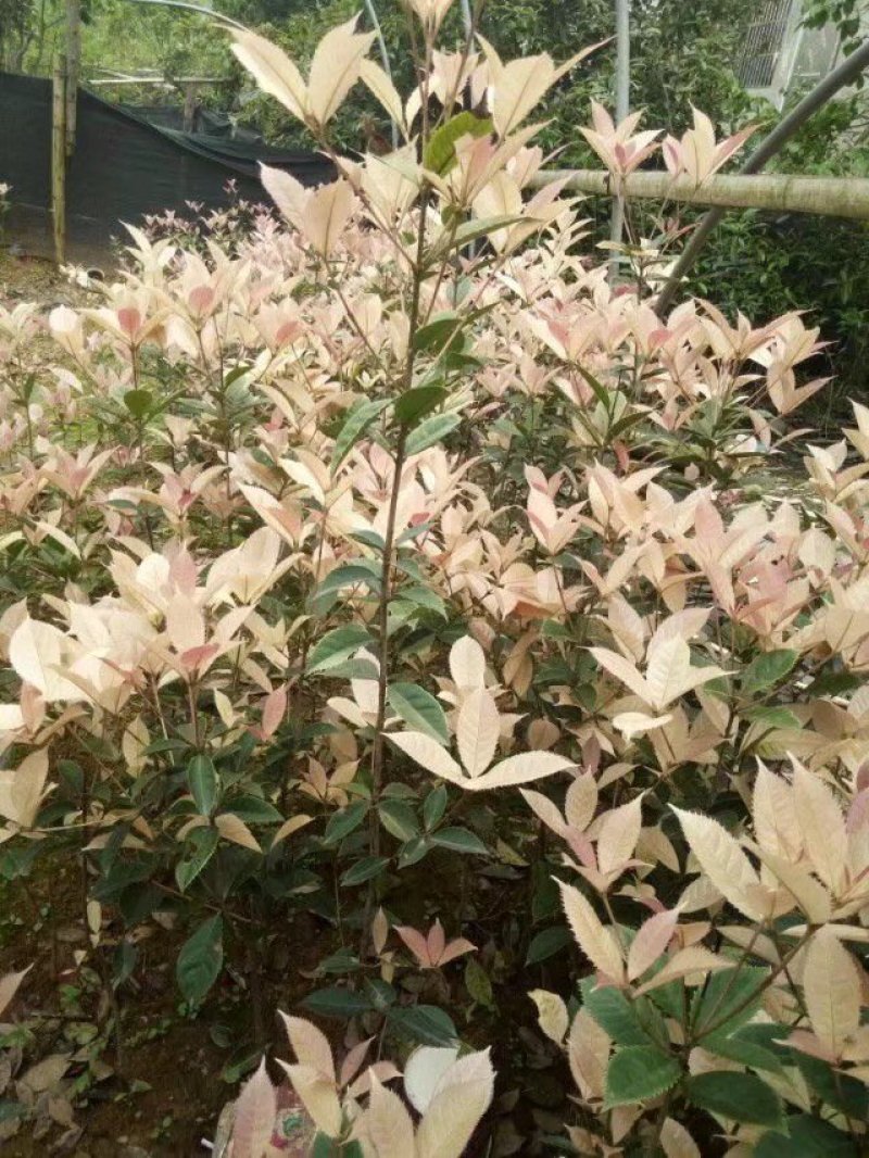 桂花苗珍珠彩叶桂彩叶桂花树苗10-50公分庭院盆栽小苗