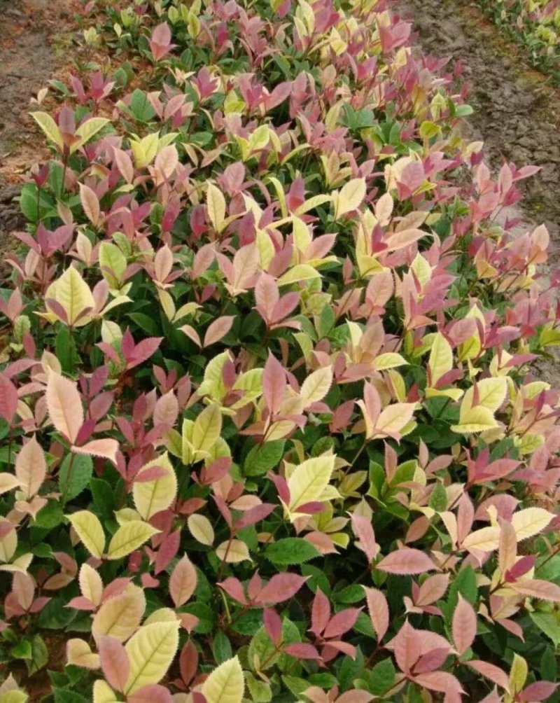 桂花苗珍珠彩叶桂彩叶桂花树苗10-50公分庭院盆栽小苗