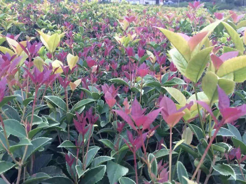 桂花苗珍珠彩叶桂彩叶桂花树苗10-50公分庭院盆栽小苗