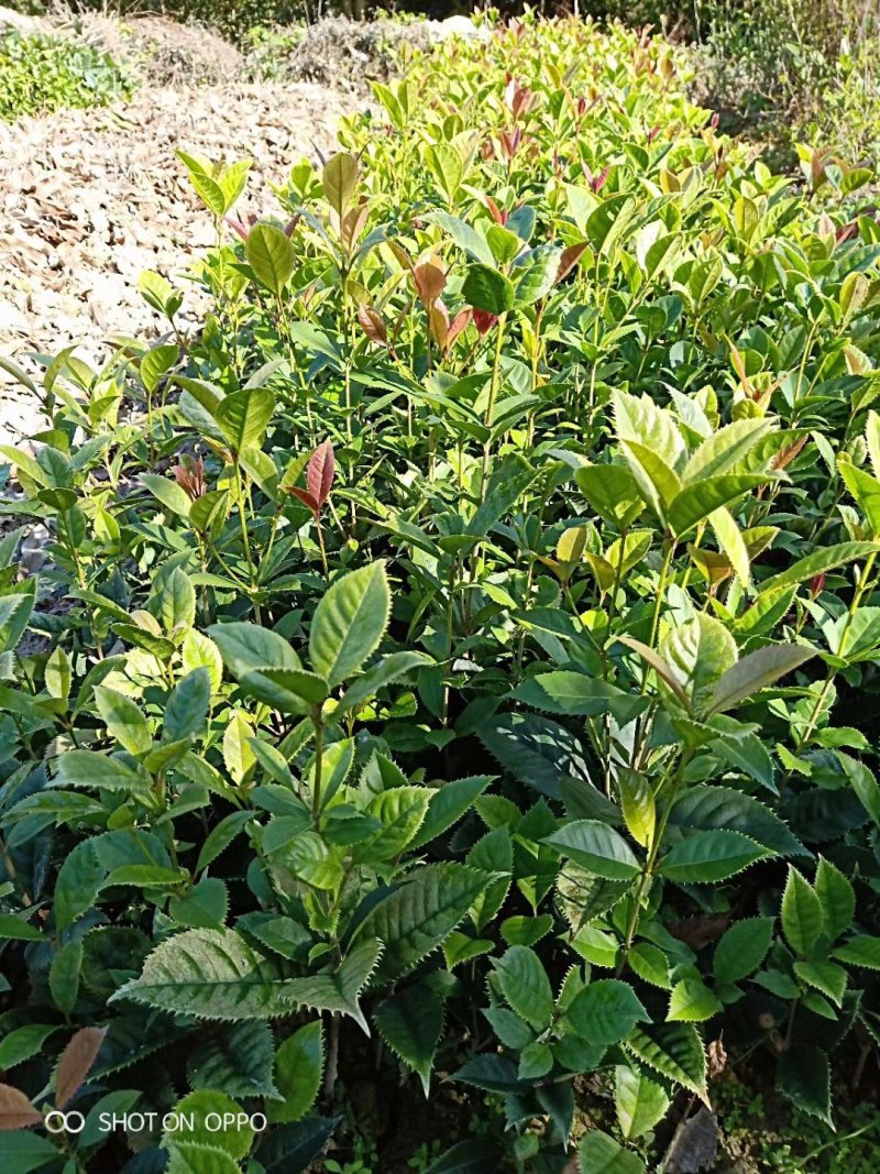 桂花苗珍珠彩叶桂彩叶桂花树苗10-50公分庭院盆栽小苗