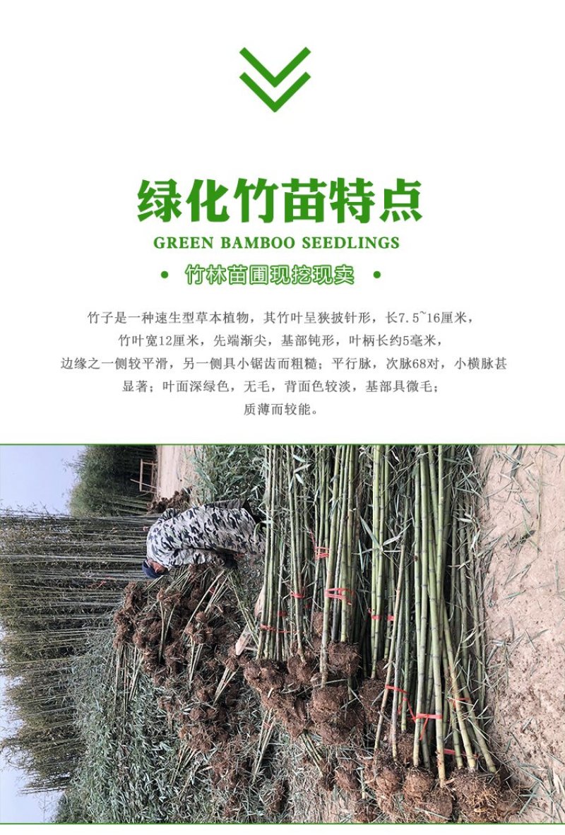 竹子苗青竹苗黄金竹苗紫竹苗围墙竹子苗北方庭院耐寒竹子