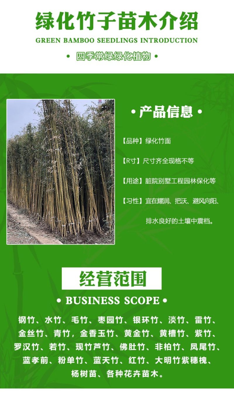 竹子苗青竹苗黄金竹苗紫竹苗围墙竹子苗北方庭院耐寒竹子