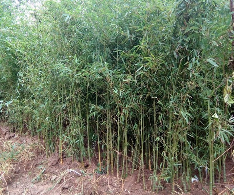 竹子苗青竹苗黄金竹苗紫竹苗围墙竹子苗北方庭院耐寒竹子